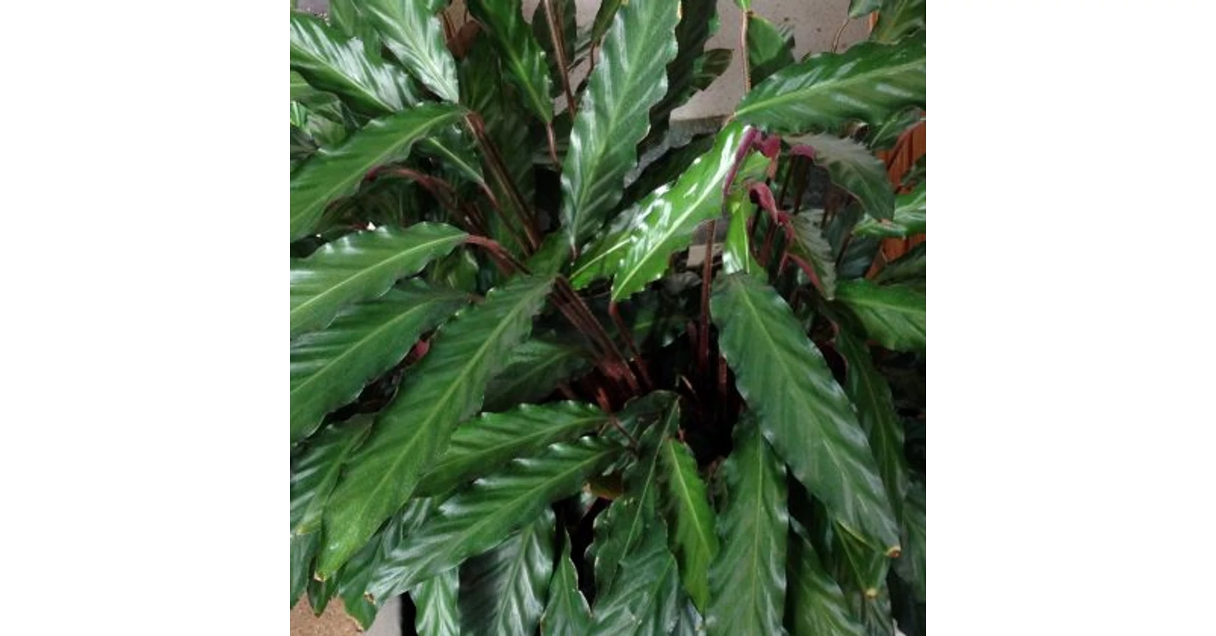 Calathea rufibarba | Art&Garden Kertszeti ruda rdliget, rd, Disd