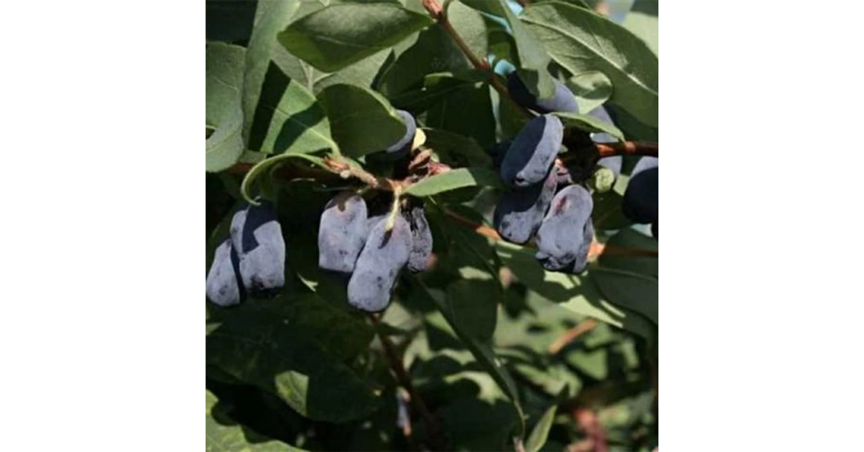 Lonicera caerulea var. kamtschatica 'Fialka' / Kamcsatkai mzbogy