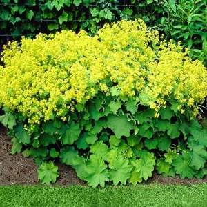 Alchemilla mollis 'Irish Silk' / Lágyszőrű palástfű