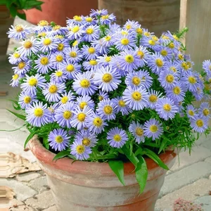 Aster dumosus 'Lady in Blue' / Törpe őszirózsa