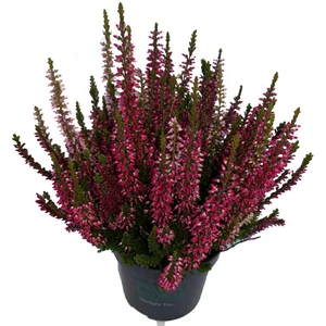 Calluna vulgaris 'Lynn' (Beauty Ladies® sorozat) / Közönséges csarab