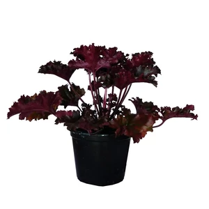 Heuchera 'Black Taffeta' / Tűzeső