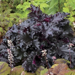 Heuchera 'Black Taffeta' / Tűzeső