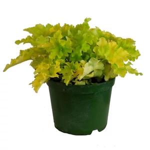 Heuchera 'Lime Marmalade' / Tűzeső