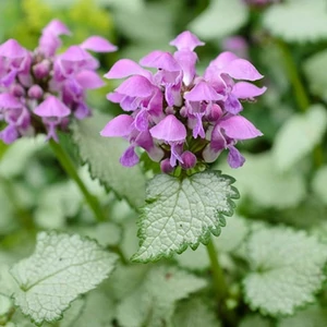 Lamium maculatum 'Beacon silver' / Árvacsalán