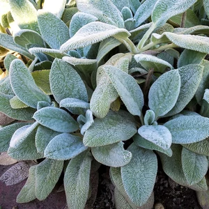 Stachys byzantina / Gyapjas tisztesfű
