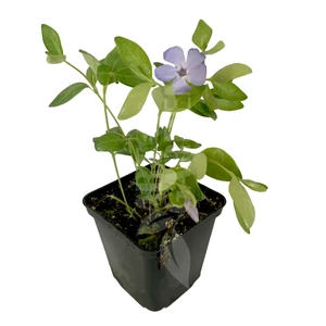 Vinca minor / Kis meténg