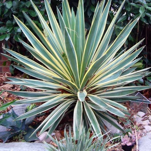 Yucca gloriosa 'Variegata' / Tarka levelű pálmaliliom