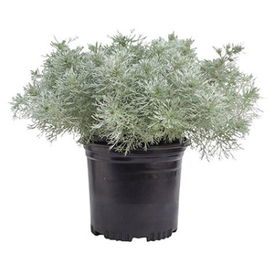 Artemisia schmidtiana 'Silver Mound' / Japán üröm