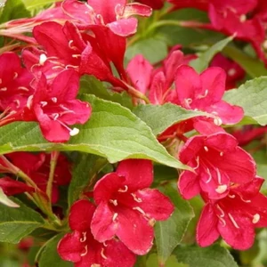 Weigela florida 'Bristol Ruby' / Rózsalonc