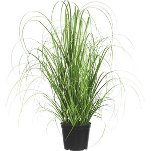 Cortaderia selloana 'Pink feather' / Rózsaszín kalászú ezüstös pampafű