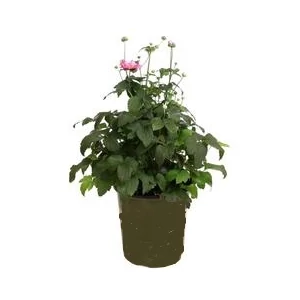 Anemone x hybrida 'Pretty Lady Emily' / Őszi szellőrózsa Anemone x hybrida 'Pretty Lady Emily' / Őszi szellőrózsa