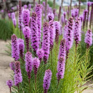 Liatris spicata / Füzéres díszcsorba
