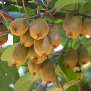 Actinidia chinensis 'Hayward' / Termős kivi