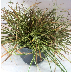 Carex conica 'Hime Kansuge' / Japán törpesás