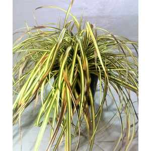 Carex oshimensis 'Evergold' / Oshimai sás