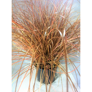 Carex petriei ‘Milk Chocolate’ / Csavartlevelű sás