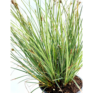 Carex brunnea 'Albolineata'/ Tarka sás