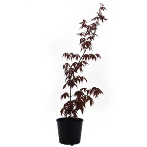 Acer palmatum 'Atropurpureum' / Vörös levelű japán juhar