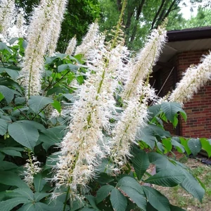 Aesculus parviflora / Cserjés vadgesztenye