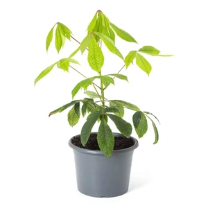 Aesculus parviflora / Cserjés vadgesztenye Aesculus parviflora / Cserjés vadgesztenye