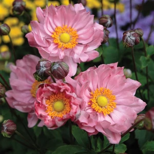 Anemone x hybrida 'Pretty Lady Emily' / Őszi szellőrózsa