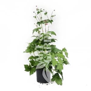 Anemone hybrida 'Serenade' / Őszi szellőrózsa