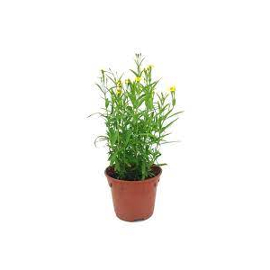 Artemisia dracunculus / Tárkony