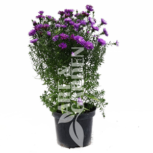 Aster novi-belgii 'Henry Purple' / Kékes-lila virágú őszirózsa