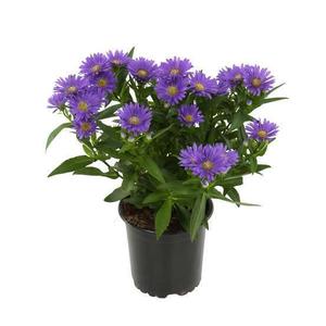 Aster dumosus 'Lady in Blue' / Törpe őszirózsa