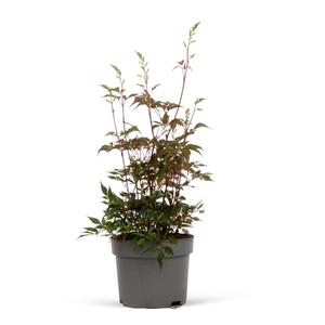 Astilbe x arendsii 'Fanal' / Piros virágú kerti tollbuga