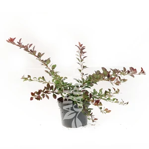 Berberis x ottawensis 'Superba' / Vérborbolya Berberis x ottawensis 'Superba' / Vérborbolya