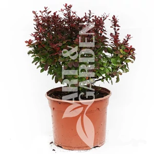 Berberis thunbergii 'Bagatelle' / Japán törpe vérborbolya Berberis thunbergii 'Bagatelle' / Japán törpe vérborbolya