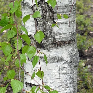Betula pendula / Közönséges nyírfa