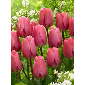 Tulipa Big Love / Tulipán