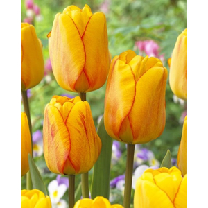 Tulipa Blushing Apeldoorn / Tulipán