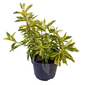 Buddleja davidii 'Santana' / Nyáriorgona