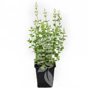 Calamintha nepeta 'Marvelette White' / Fehér virágú mirigyes pereszlény