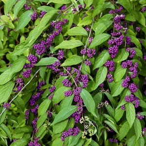 Callicarpa dichotoma / Kínai lilabogyó