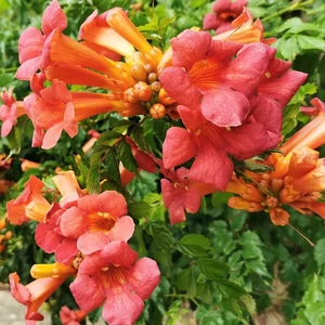 Campsis radicans / Amerikai trombitafolyondár