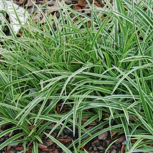 Carex morrowii 'Ice Dance' / Tarka sás