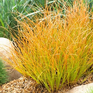 Carex testacea 'Prairie Fire' / Narancsos sás, rézvörös sás