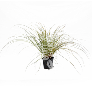 Carex testacea 'Prairie Fire' / Narancsos sás, rézvörös sás