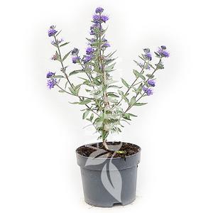 Caryopteris x clandonensis 'Sterling Silver' / Kékszakáll