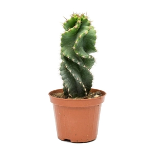 Cereus forbesii cv. 'Spiralis' / Csavart kaktusz