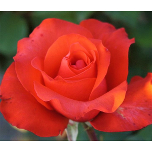 Rosa 'Comet' / Élénkpiros virágú magas törzsű rózsa