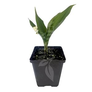 Convallaria majalis / Májusi gyöngyvirág
