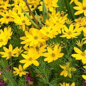 Coreopsis verticillata 'Zagreb' / Sárga virágszínű keskenylevelű menyecskeszem