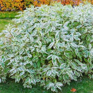 Cornus alba 'Elegantissima' / Tarka levelű fehér som