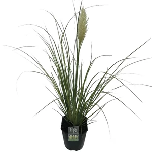 Cortaderia selloana ‘Pumila’ / Törpe fehér pampafű